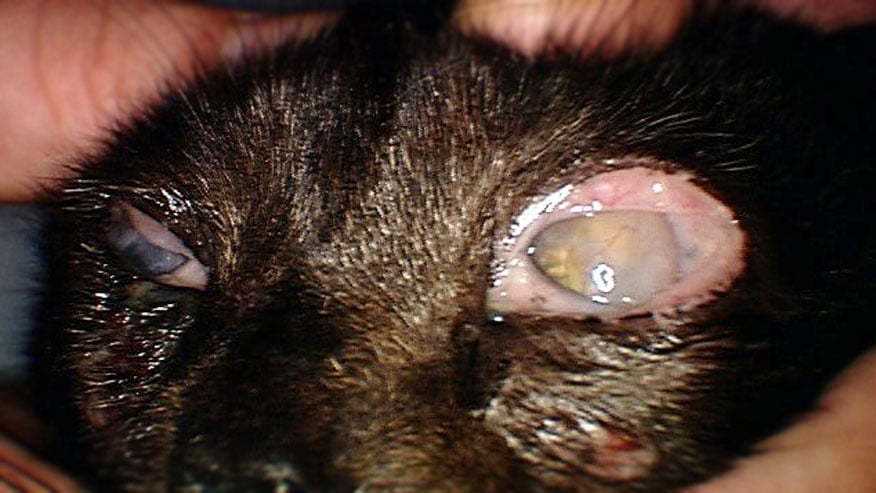 Preventative Measures for Dog Owners with Cats
