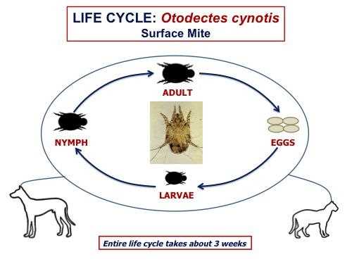 Transmission Pathways: Can Dogs Catch Mites from Cats?