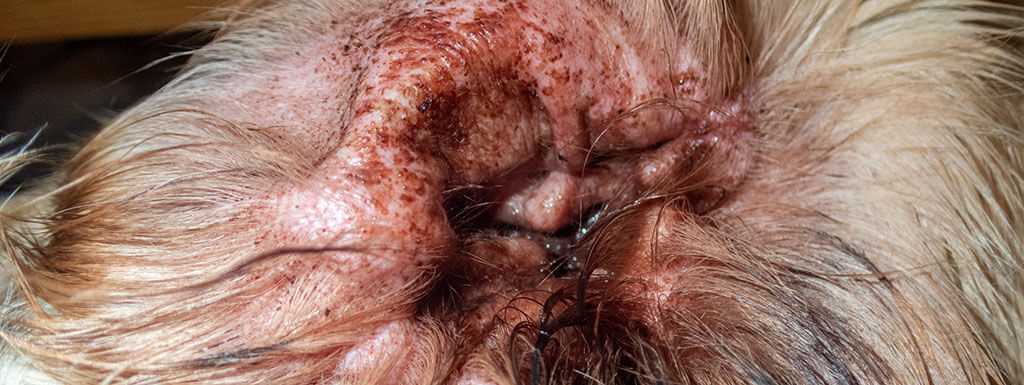Preventive Measures to Protect Dogs from Ear Mites