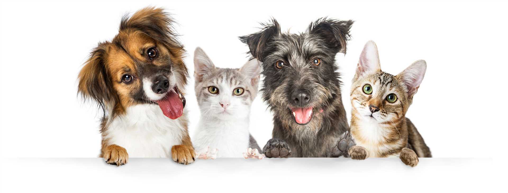 Protecting Your Dog from Potential Health Risks