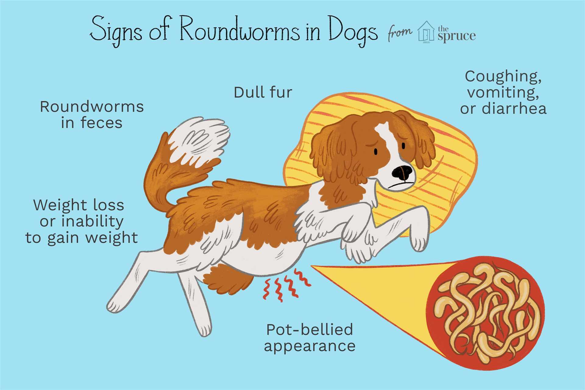 Identifying Symptoms of Roundworm Infection in Dogs