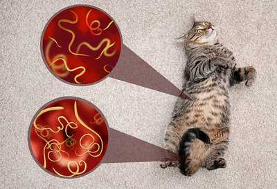 Signs of Infection