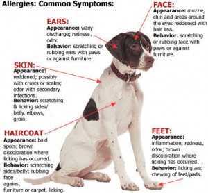 Common Triggers and Causes of Feline Allergic Reactions in Canines