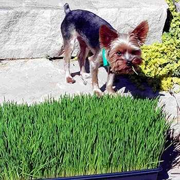Identifying Potential Risks of Dogs Eating Cat Grass