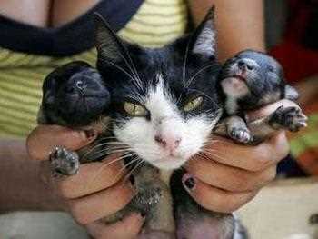 Myth 2: Hybrid Animals Are Common