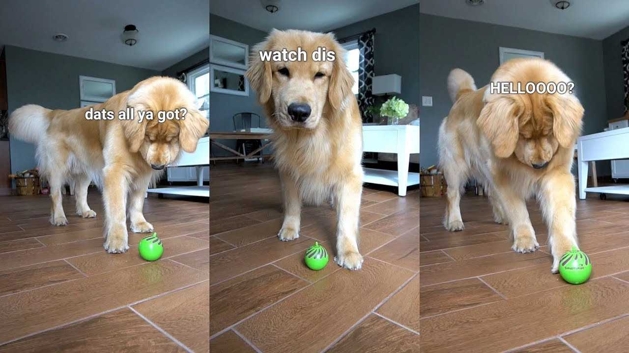 Exploring the Compatibility of Feline Playthings for Canine Friends