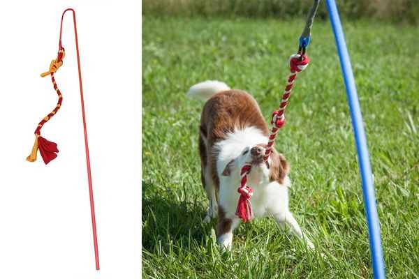 Types of Cat Toys Suitable for Dogs