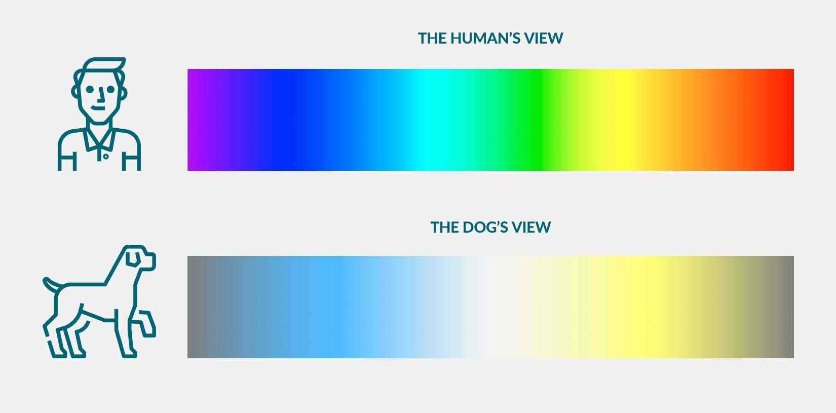 Common Myths About Canines and Night Vision