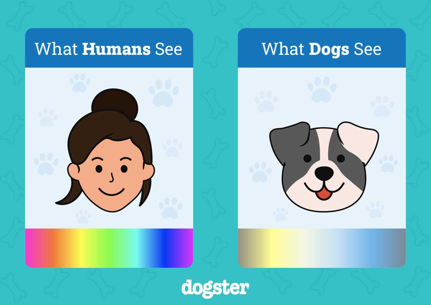Key Features of Canine Vision