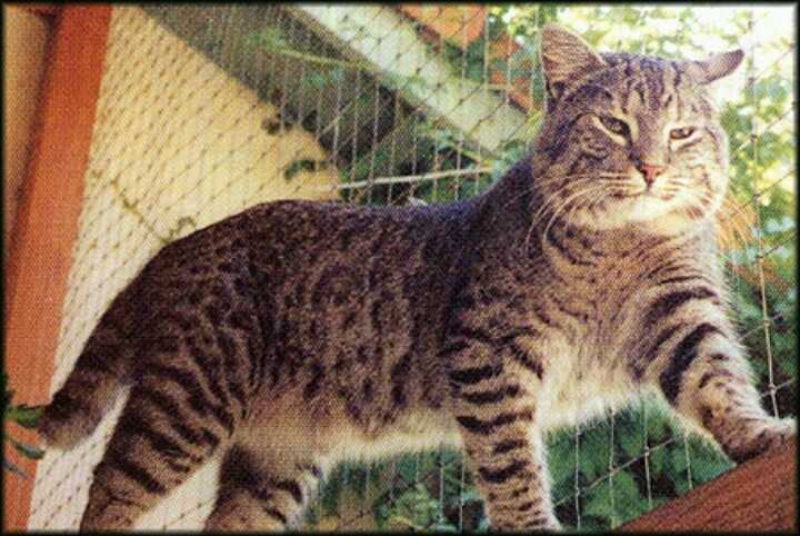 Understanding the Genetic Compatibility Between Domestic Cats and Bobcats