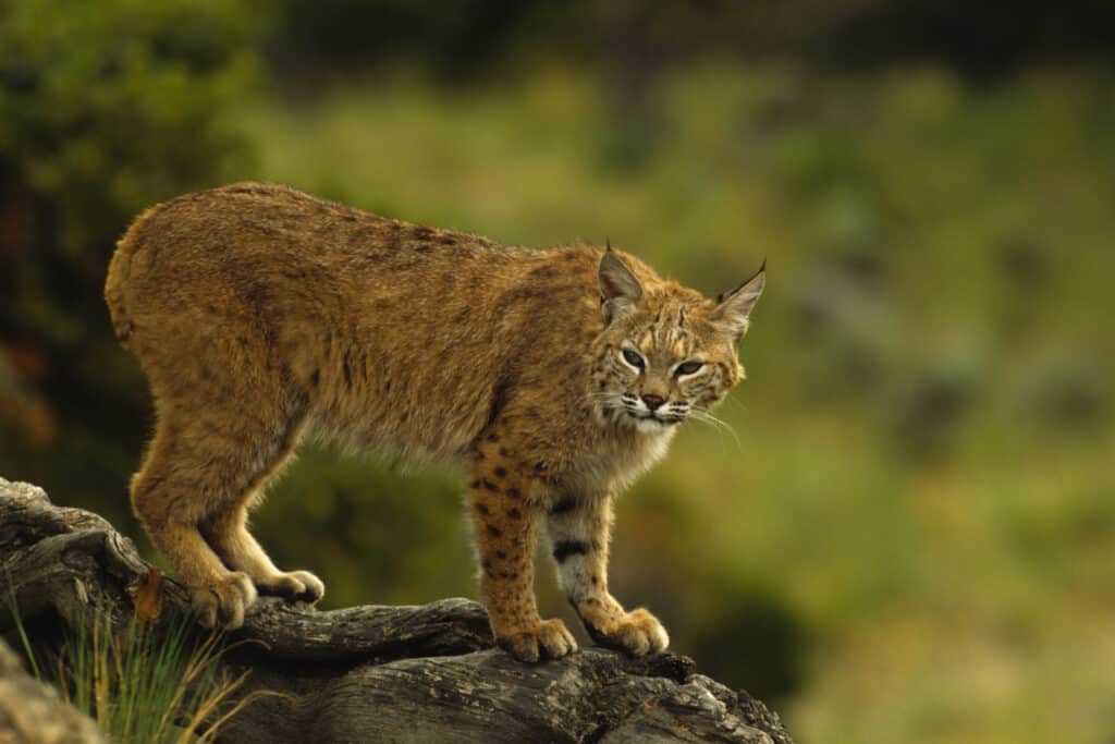 Behavioral Differences That Affect Interbreeding Possibilities