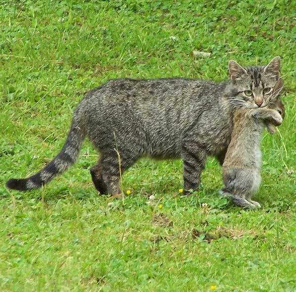 Myth 1: Felines Have a Hidden Agenda