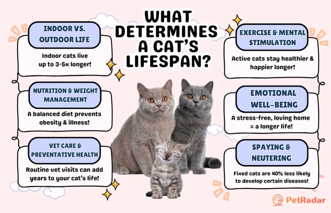 Assessing the Risks of Outdoor Living for Cats
