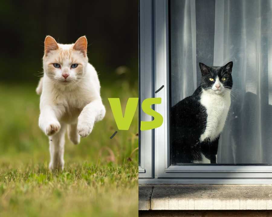 Can Domestic Cats Live Outside