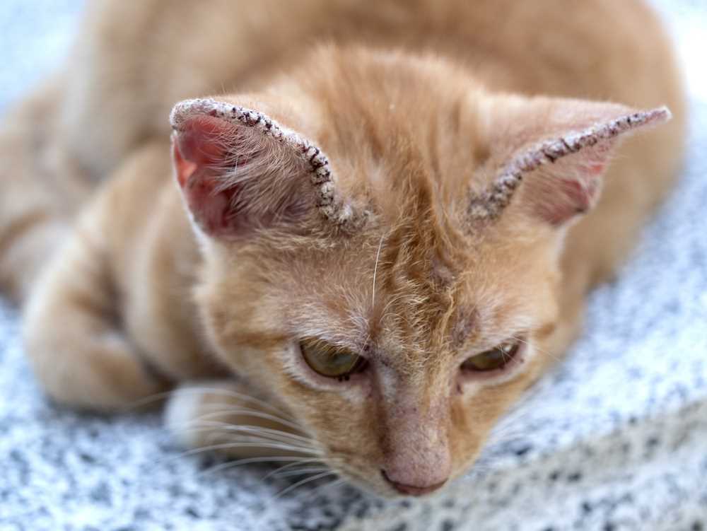 When to Seek Veterinary Help for Your Cat's Ear Problems