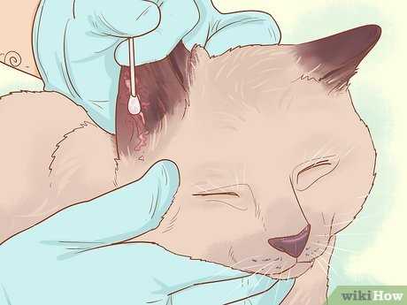 Understanding the Risks of Untreated Ear Infections