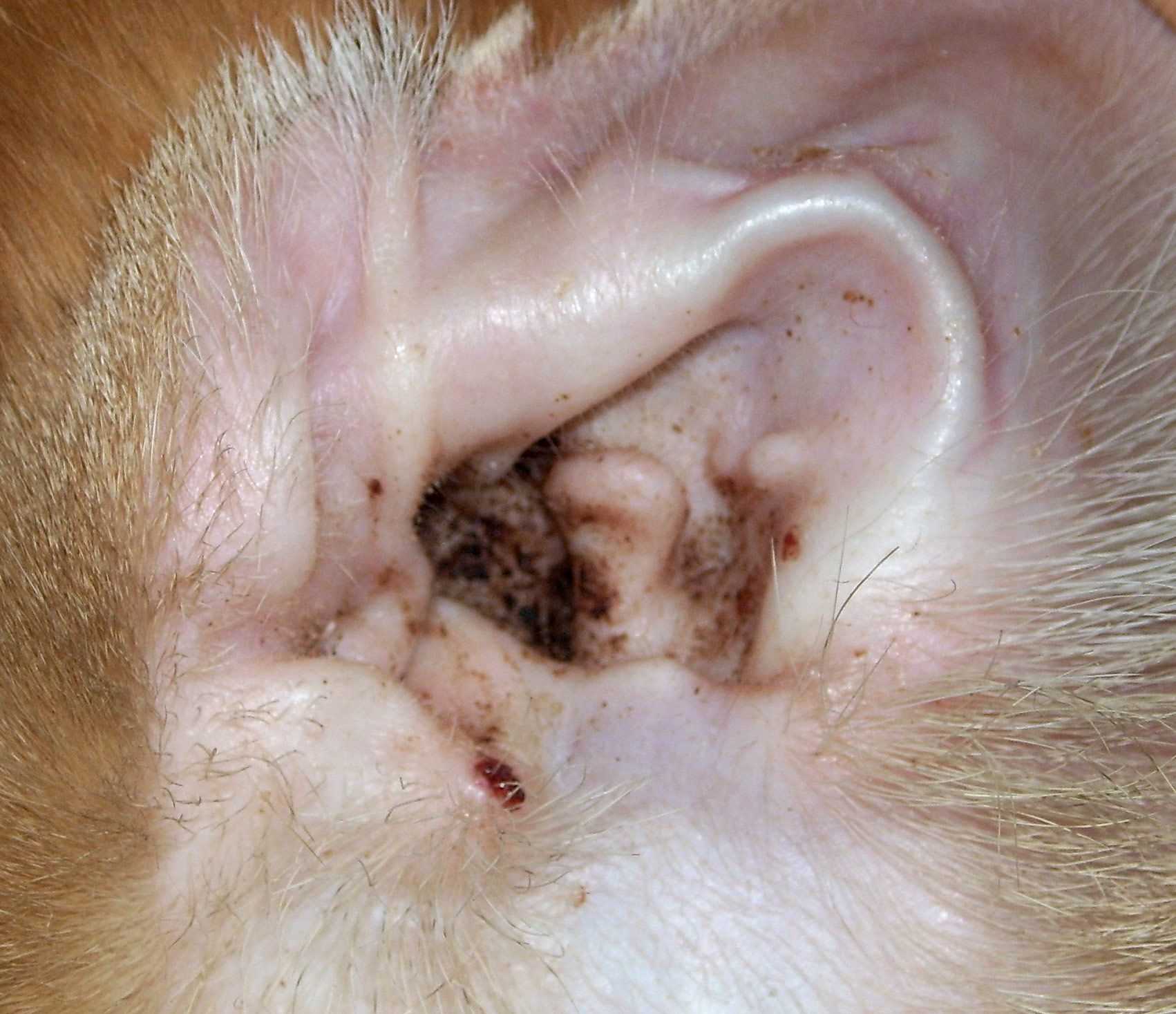 Understanding Ear Mites and Their Life Cycle