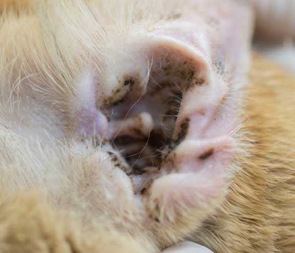 Symptoms of Infestation in People and Prevention Measures