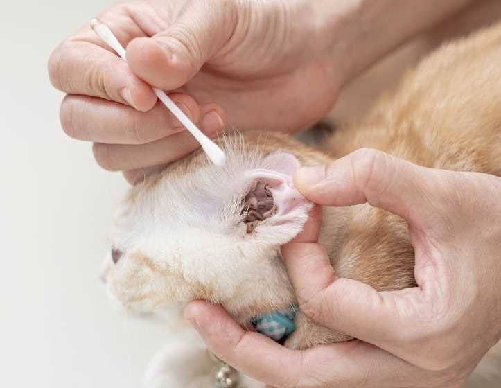 Preventing and Treating Infestation