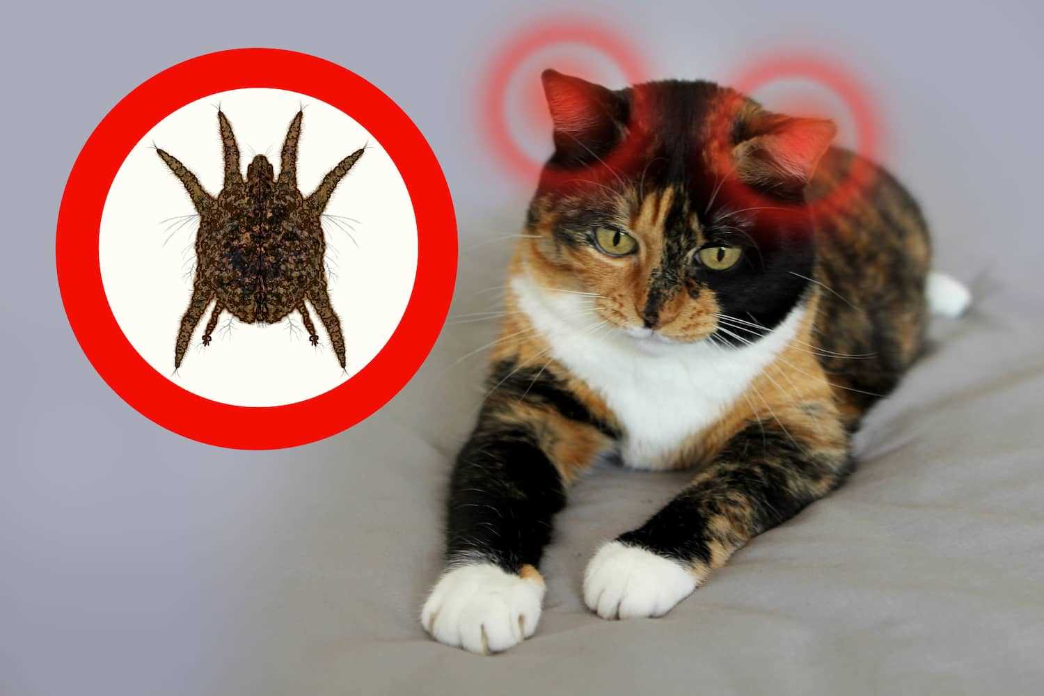 Can Ear Mites in Cats Bite Humans