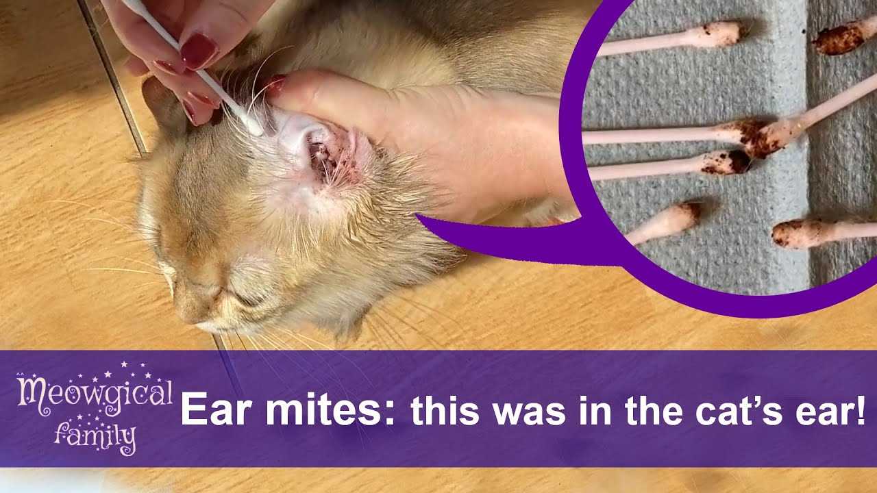 Effective Treatment Options for Ear Mites in Cats