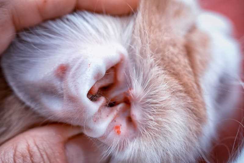 Symptoms of Ear Mites in Dogs and Cats