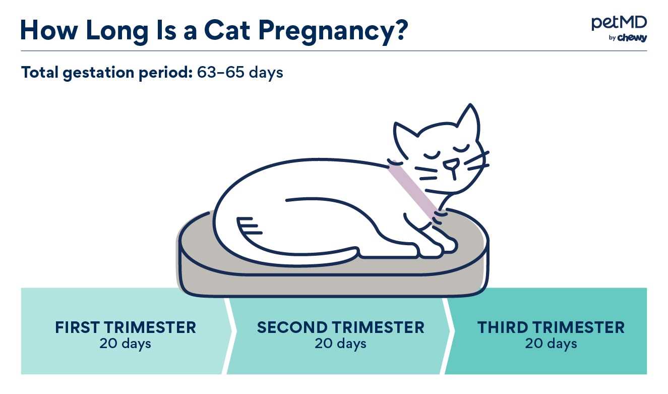 Signs of Heat: How to Identify When Your Cat is in Estrus