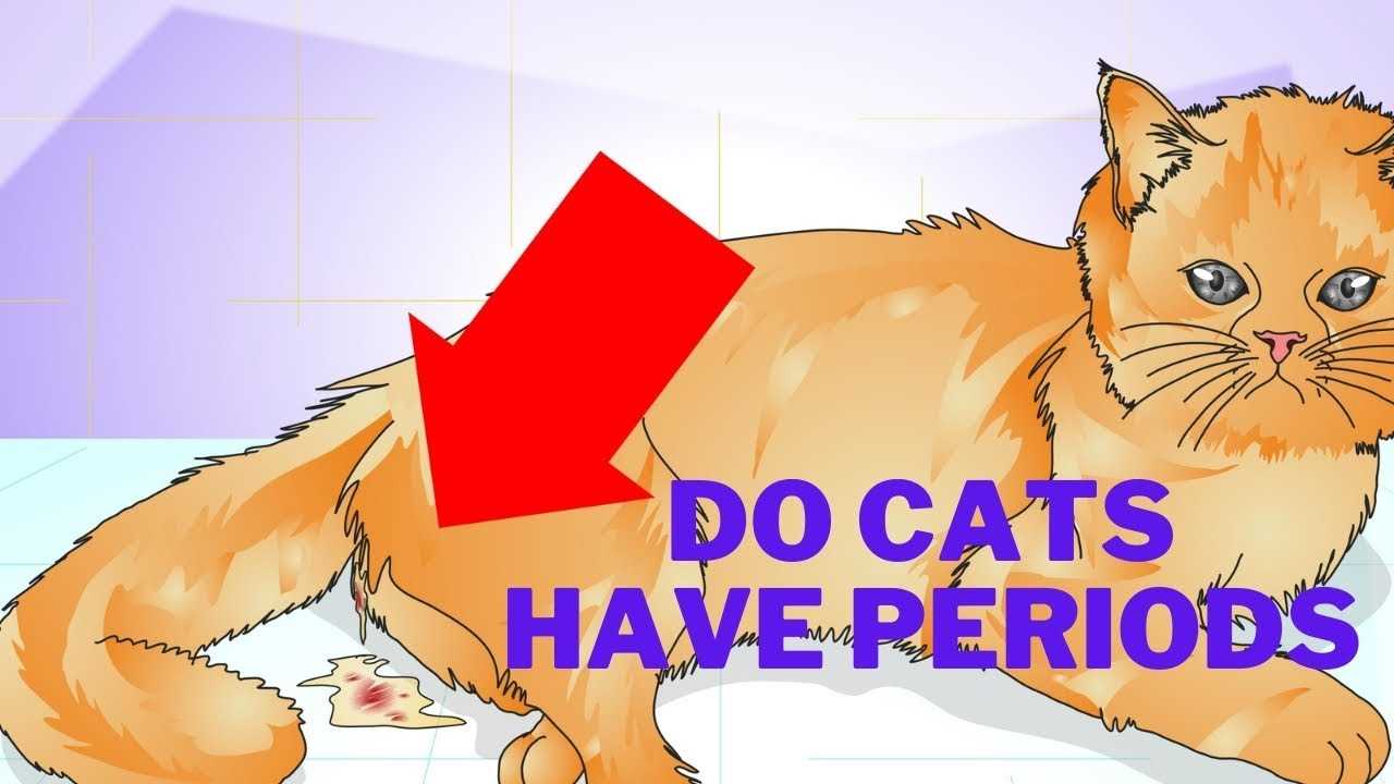 Differences Between Cat and Human Menstrual Cycles