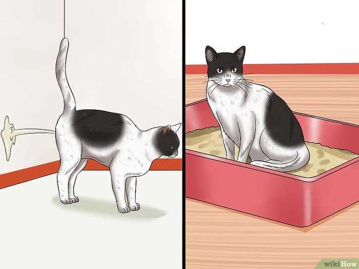 Behavioral Marking in Felines