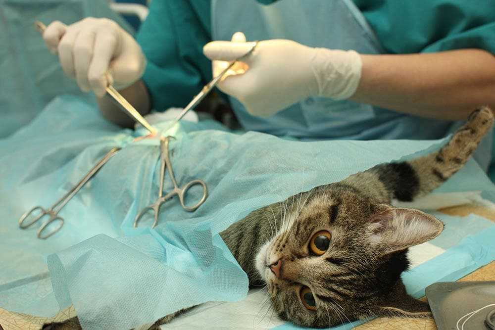 Potential Health Issues Related to Post-Spay Heat Symptoms