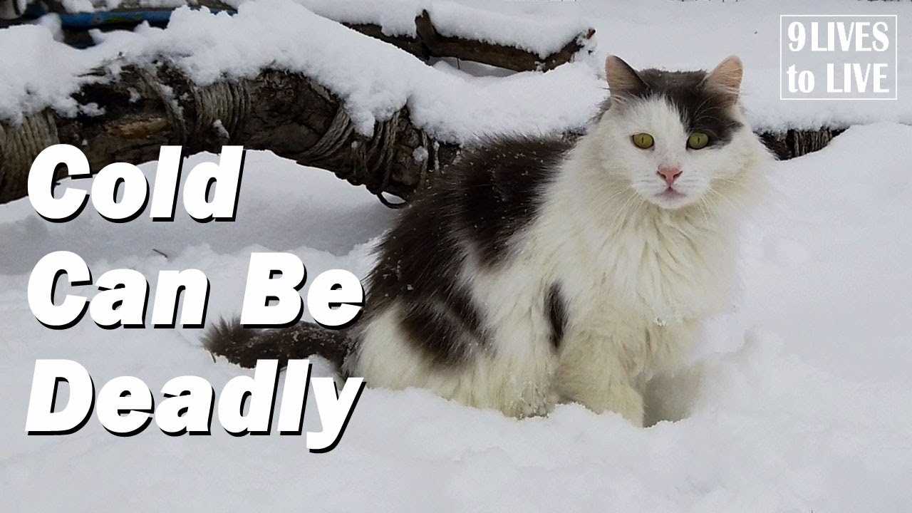 Understanding Feral Cat Physiology and Cold Weather Adaptations