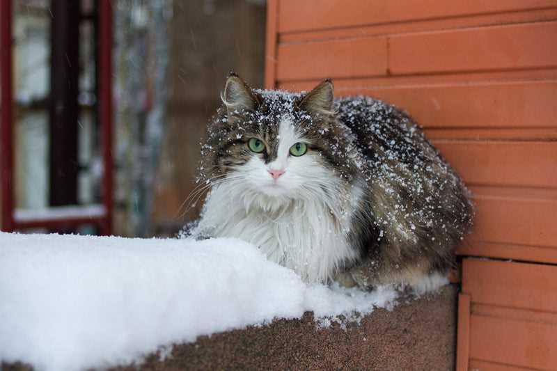 Evaluating Shelter Options for Feral Cats