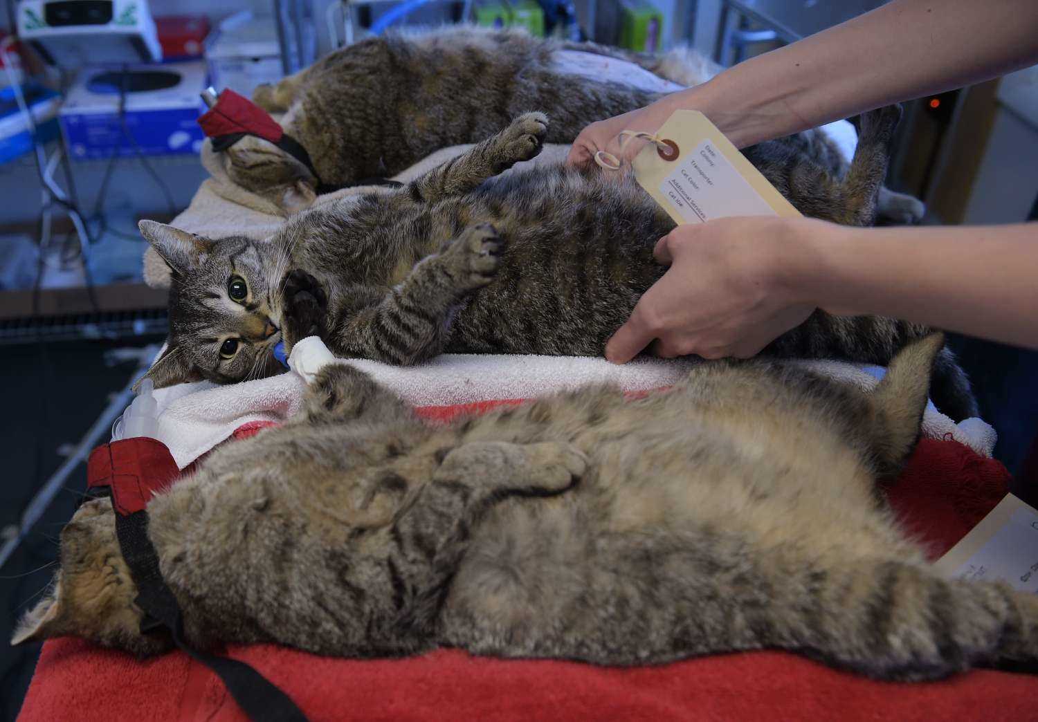 Monitoring Health Risks for Feral Cats in Winter Conditions