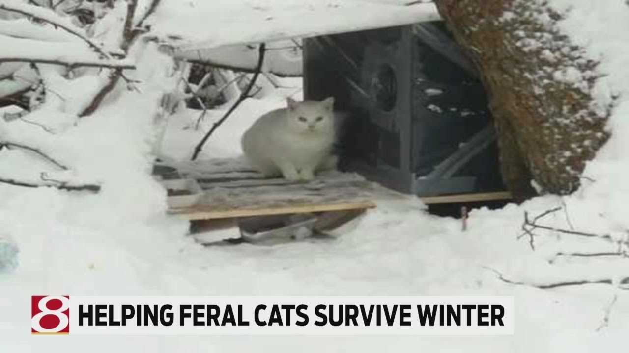 Understanding Feral Cat Behavior in Cold Weather