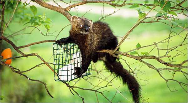 Understanding the Physical Abilities of Fisher Cats