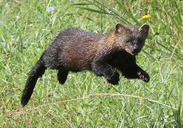 Common Tree Climbing Behaviors Observed in Fisher Cats