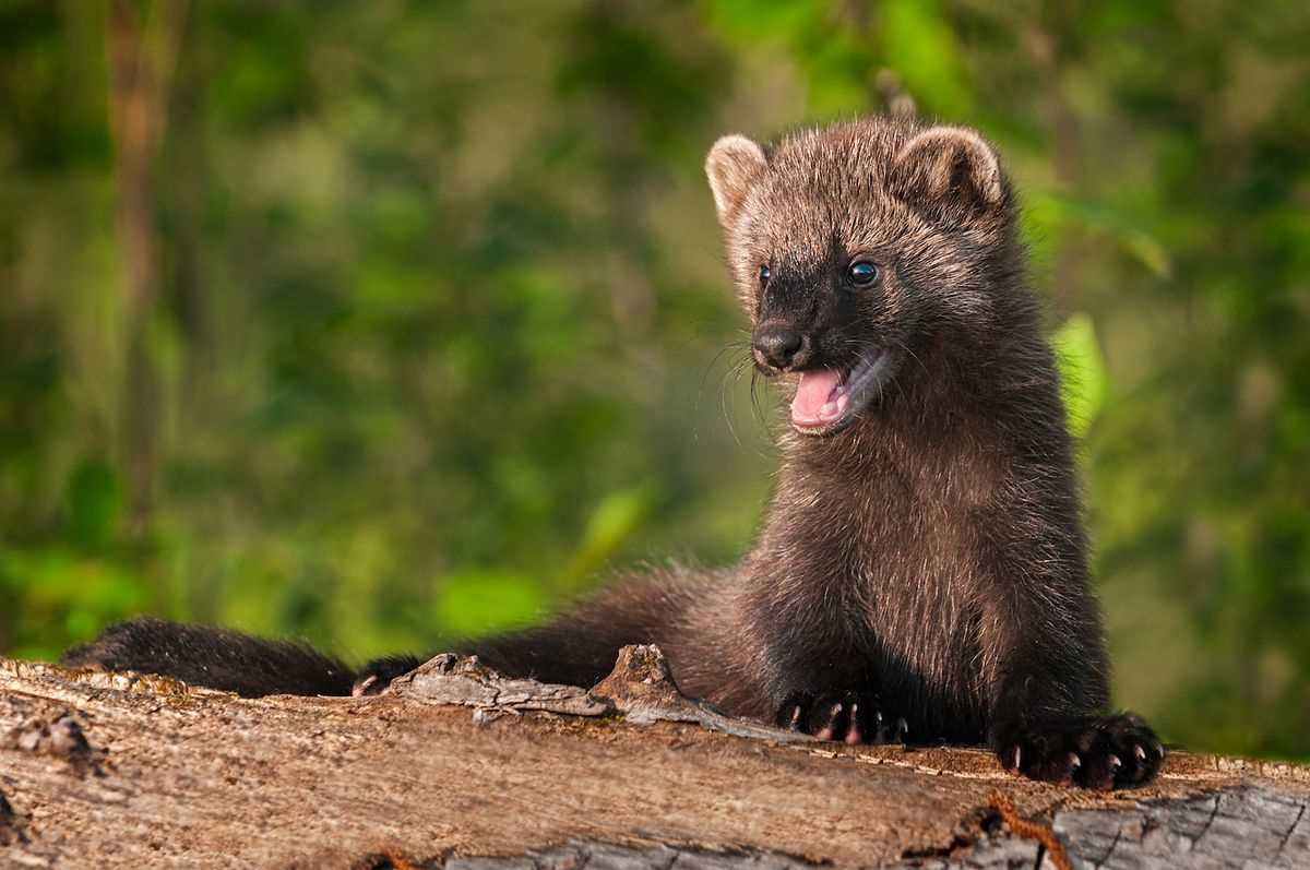Incidents of Attacks by Weasel-Like Creatures on People