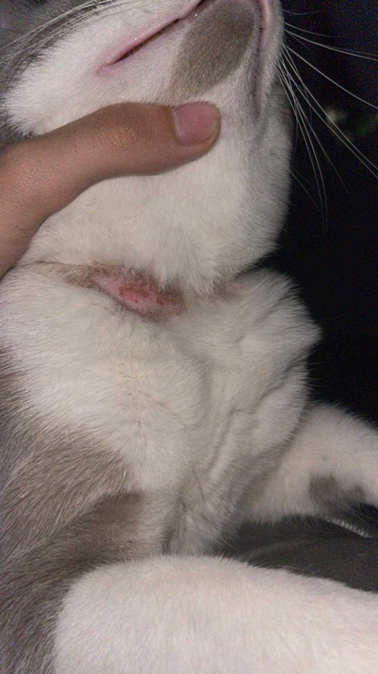 Can Flea Collars Cause Health Issues in Felines?