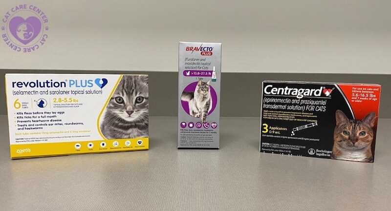 Identifying Symptoms of Adverse Reactions in Cats