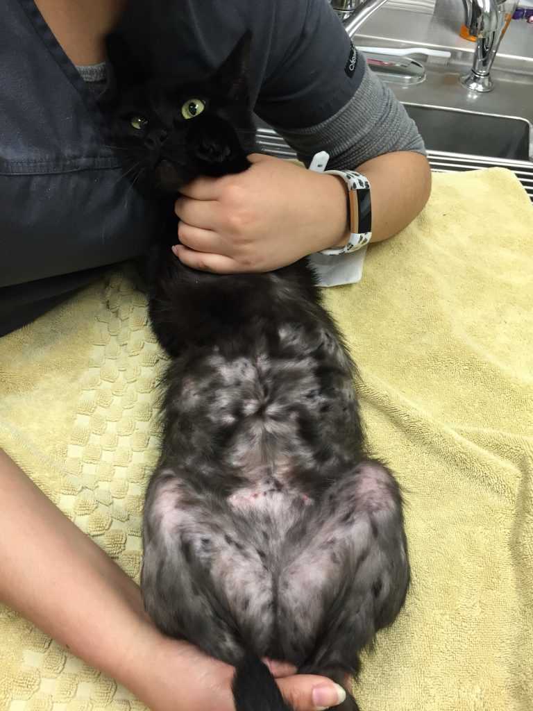 Effective Treatment Options for Flea-Induced Hair Loss