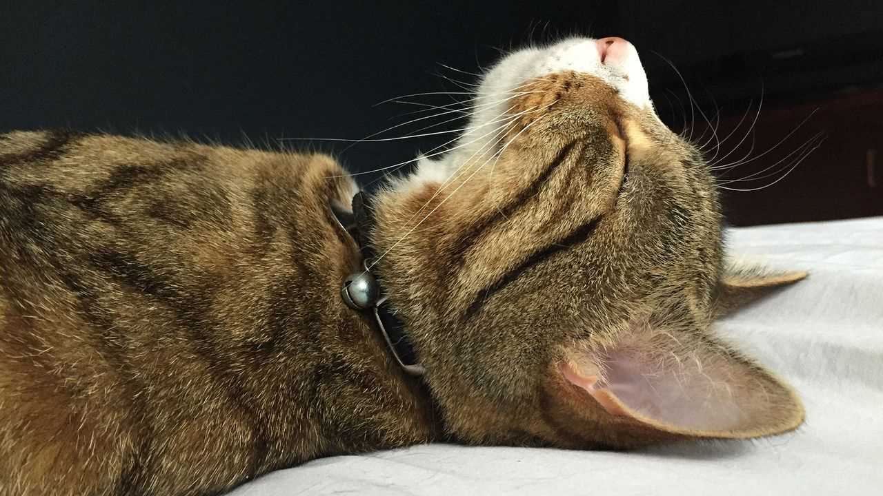 Techniques for Producing a Purring-like Sound