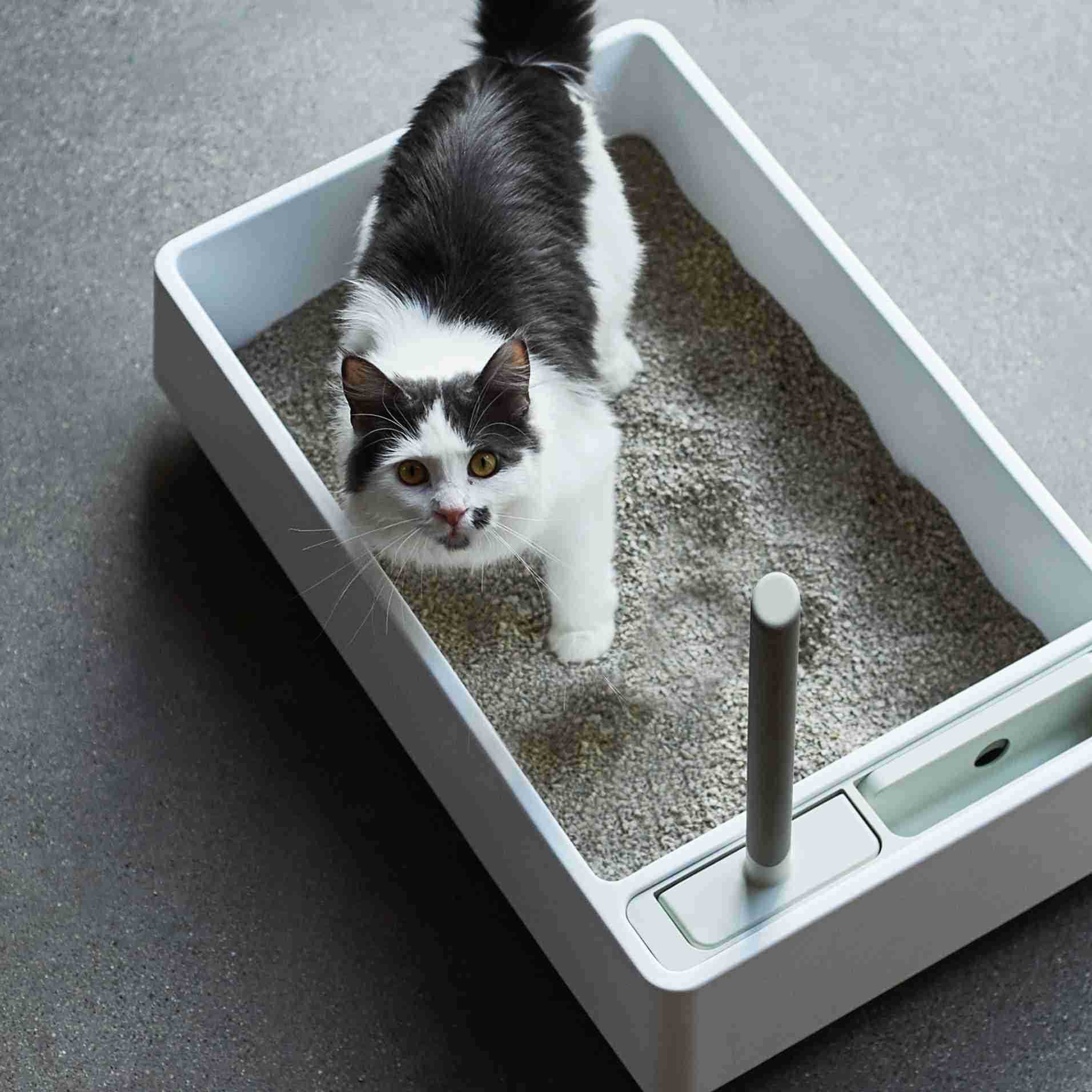 Choosing the Right Cat Litter During Pregnancy