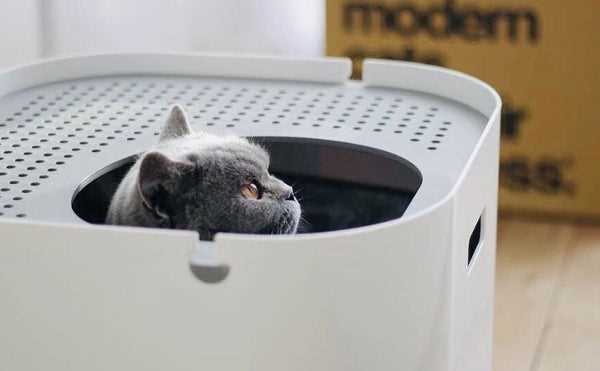 Consulting Your Healthcare Provider About Pet Care
