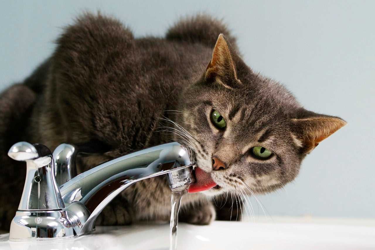When to Consult a Veterinarian