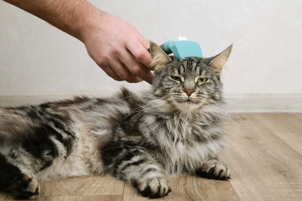 Choosing the Right Tools for Cat Grooming
