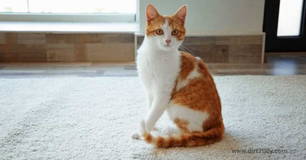 Why bleach is not recommended for feline messes