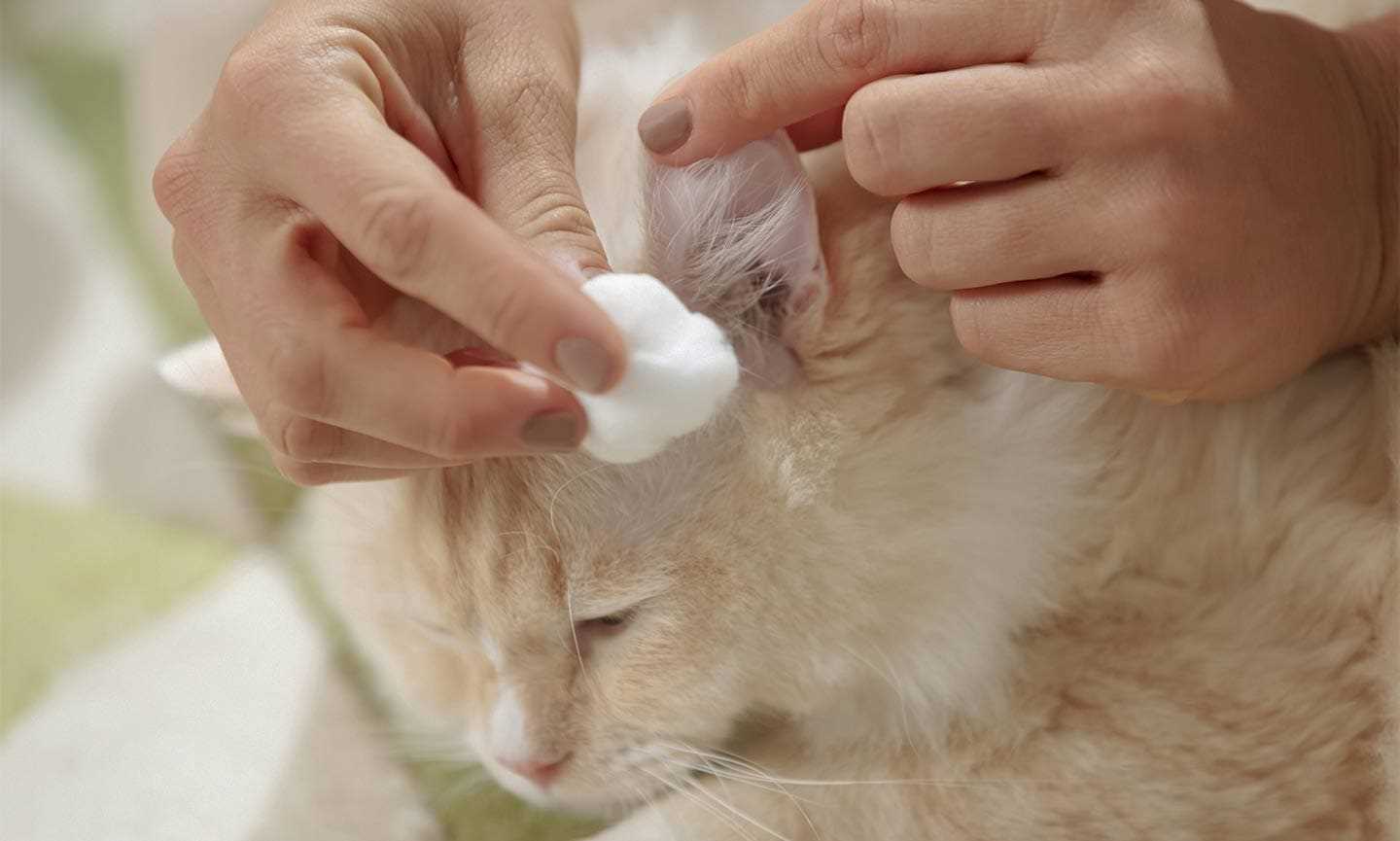 Understanding the Anatomy of a Feline Auricle