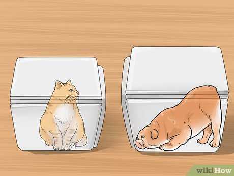 Basic Training Techniques for Cats