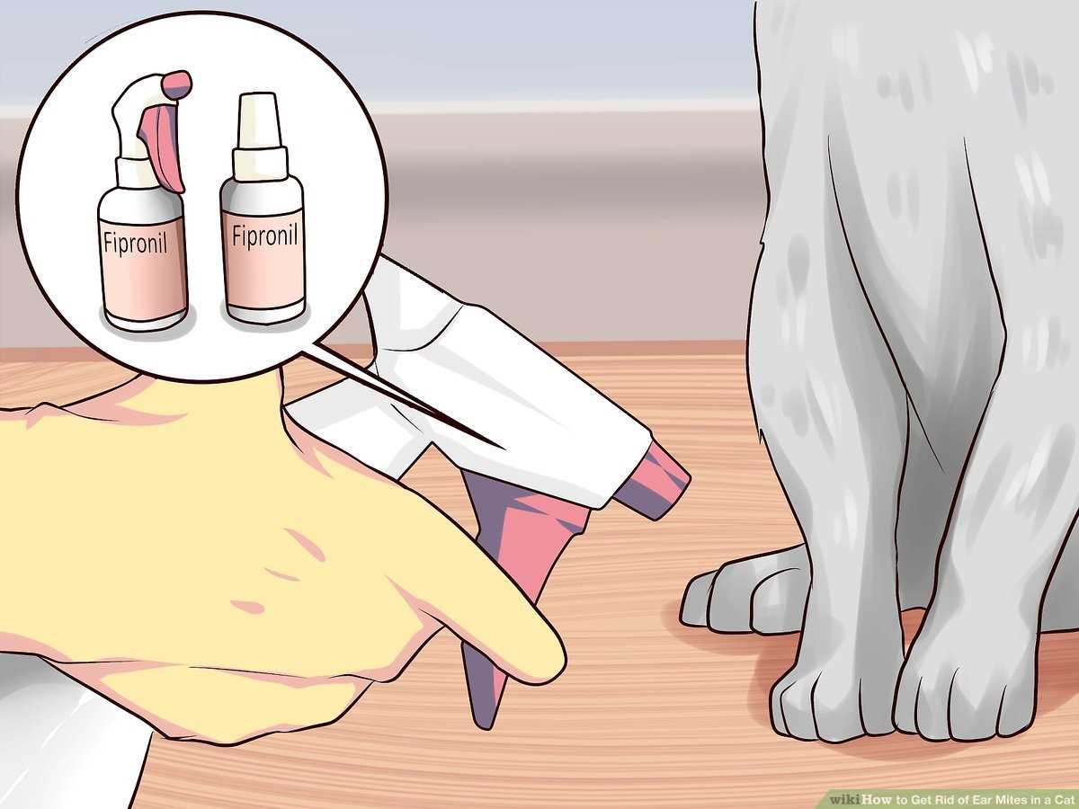 When to Seek Veterinary Care Despite Home Treatment