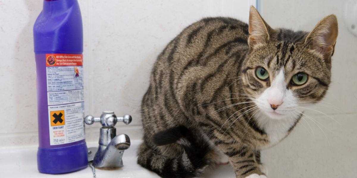 Using Strong Cleaners for Urine Stains